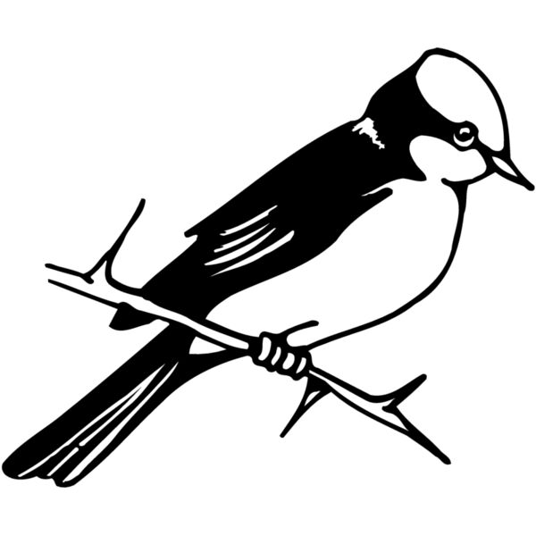 BIRD040 Thumbnail